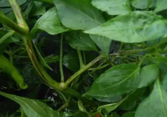种植辣椒技术_樟树港辣椒种植技术_辣椒种植技术要点