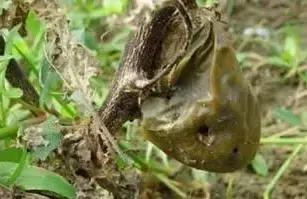 辣椒种植技术要点_樟树港辣椒种植技术_种植辣椒技术