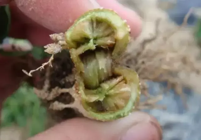 辣椒种植技术要点_种植辣椒技术_樟树港辣椒种植技术