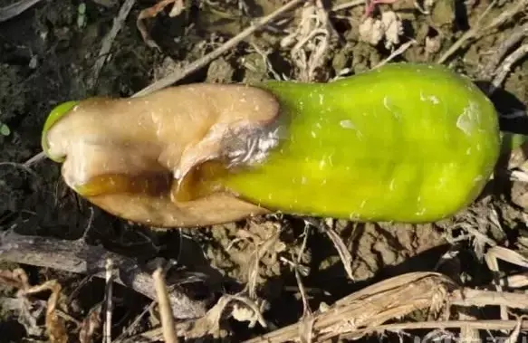 种植辣椒技术_辣椒种植技术要点_樟树港辣椒种植技术