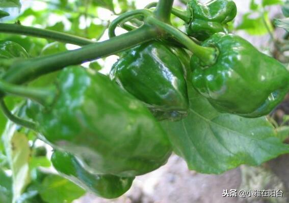 自己种植辣椒，就这样种，一棵也能结很多，种三盆一次采摘好几斤