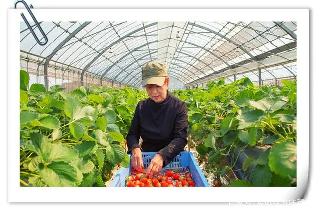致富好项目种植_农村种植致富新点子图片_2020年致富金点子