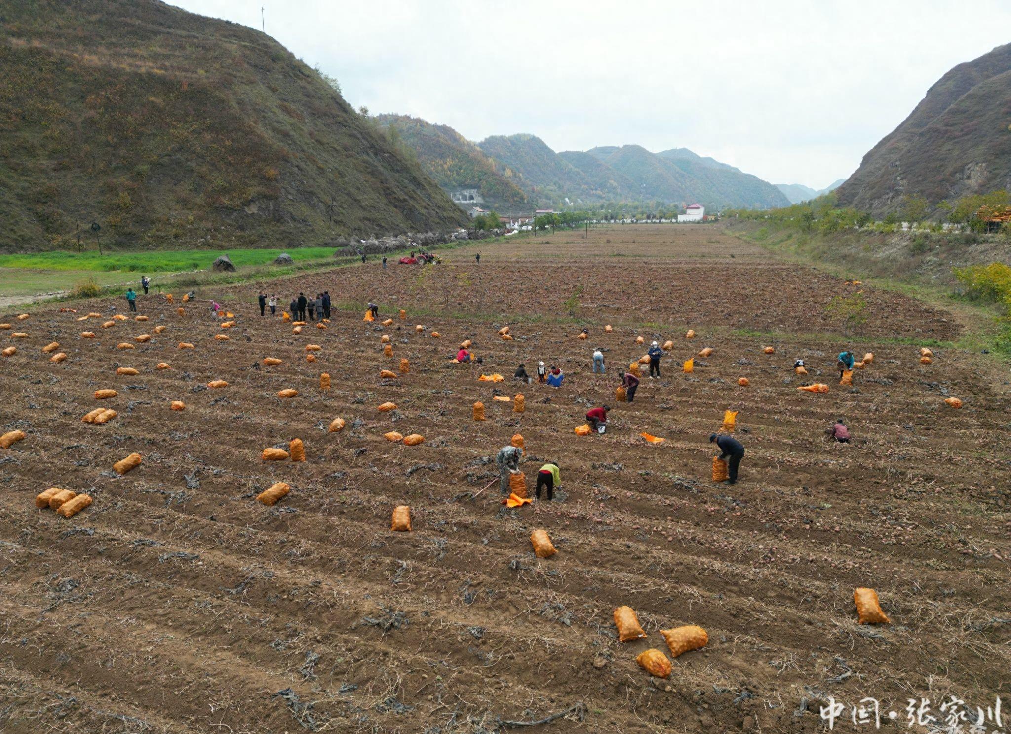 致富经田里怎样种土豆_土豆致富经_土豆致富带头人