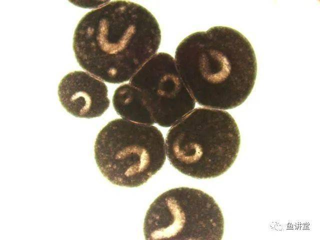 养殖致富网视频_致富经高密度养鱼视频_高密度养殖致富视频全集