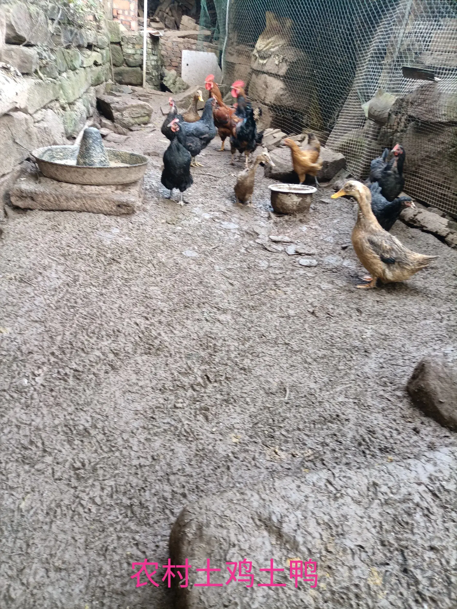 致富经田里怎样种土豆_致富经土豆种植大户_土豆致富带头人