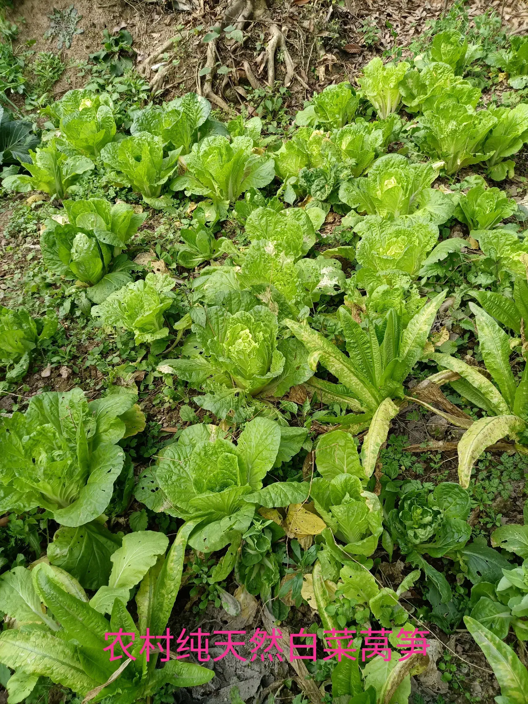致富经田里怎样种土豆_土豆致富带头人_致富经土豆种植大户