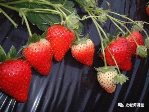种植草莓技术教程_种植草莓技术_种植草莓技术哪里学