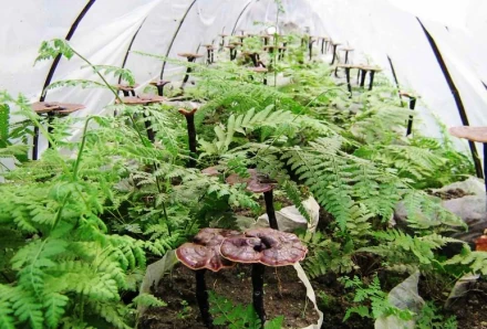 新型种植_种植新技术包括什么_优新种植技术