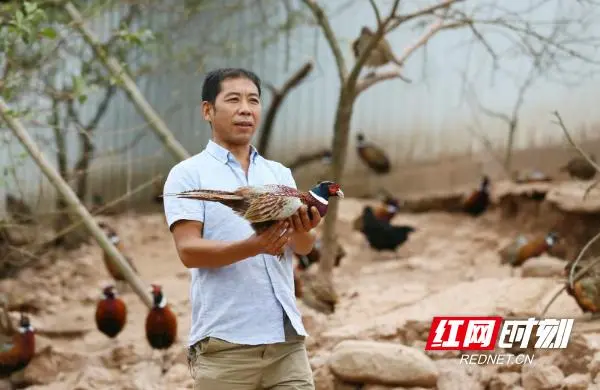 麻阳白鹅致富经_致富经鹅_皖西白鹅与浙东白鹅哪种更赚钱
