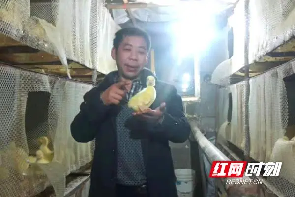 麻阳白鹅致富经_皖西白鹅与浙东白鹅哪种更赚钱_致富经鹅