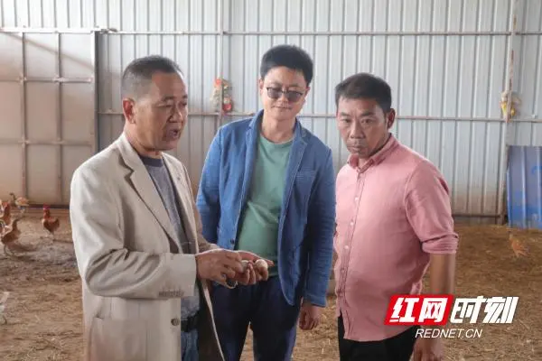 皖西白鹅与浙东白鹅哪种更赚钱_致富经鹅_麻阳白鹅致富经