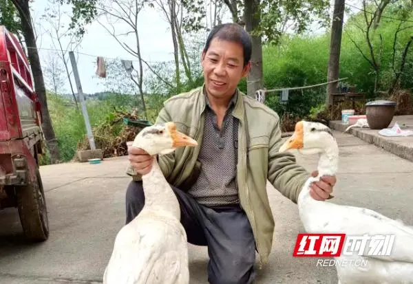 麻阳白鹅致富经_致富经鹅_皖西白鹅与浙东白鹅哪种更赚钱