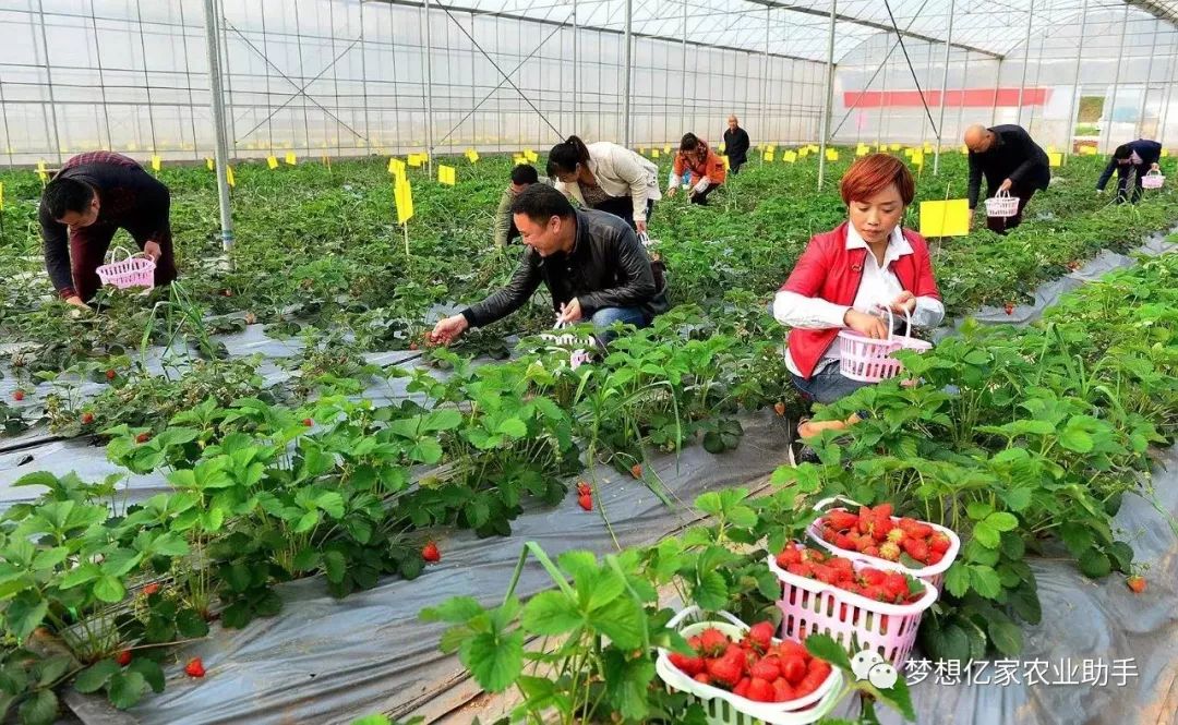 温室大棚草莓栽培技术要点分析