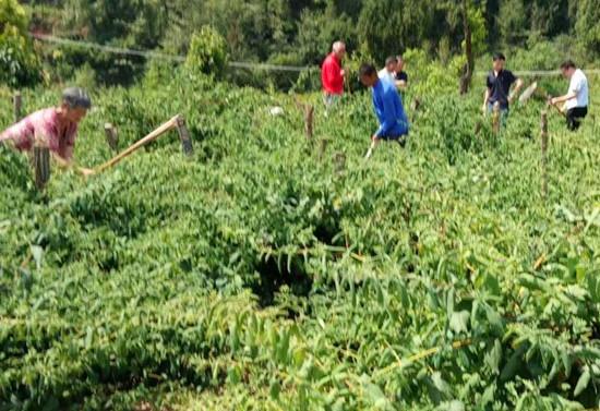 穷山村换新颜 南江县公山镇脱贫致富路更宽