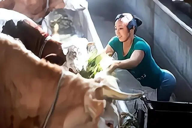潘远香养牛地址_致富经潘远香_致富经靠手走路潘远香