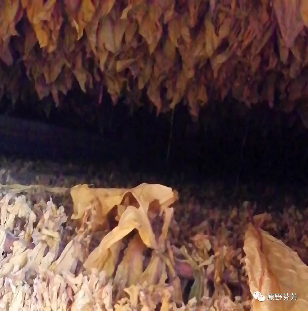 农村种植烟草技术_烟草种植_烟草种植视频技术