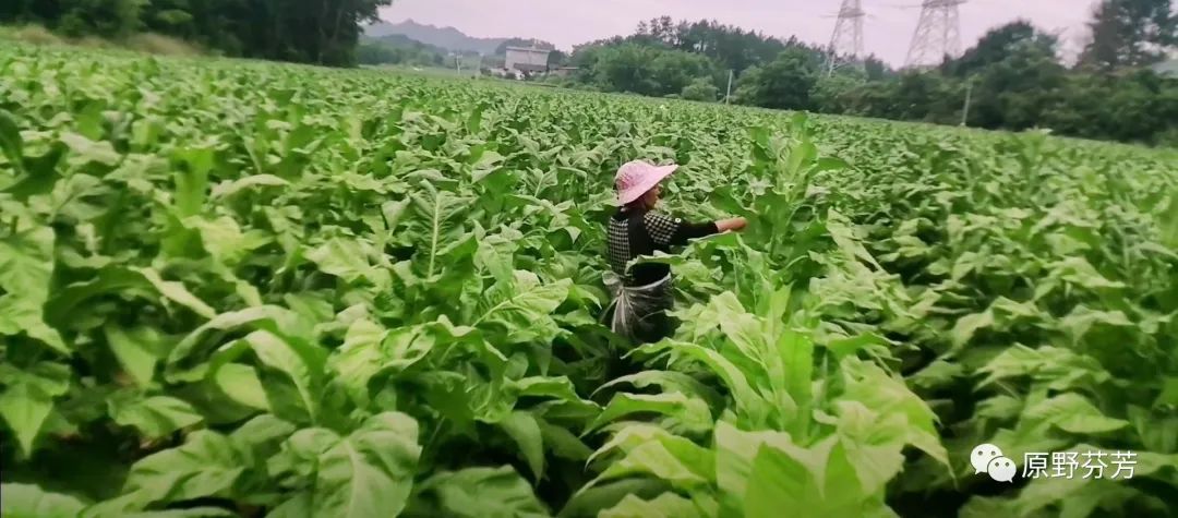 烟草种植视频技术_烟草种植_农村种植烟草技术