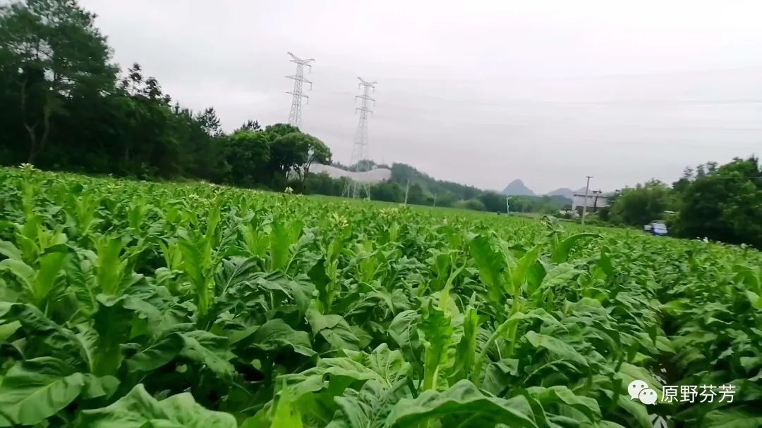 农村种植烟草技术_烟草种植_烟草种植视频技术