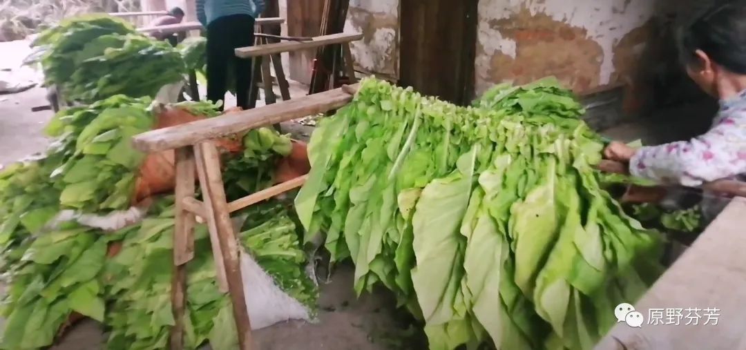 农村种植烟草技术_烟草种植_烟草种植视频技术