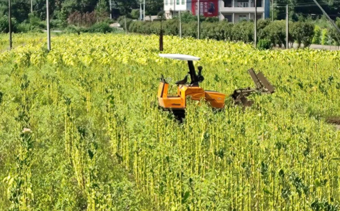 烟草种植农村技术有哪些_农村种植烟草技术_烟草种植农村技术方案