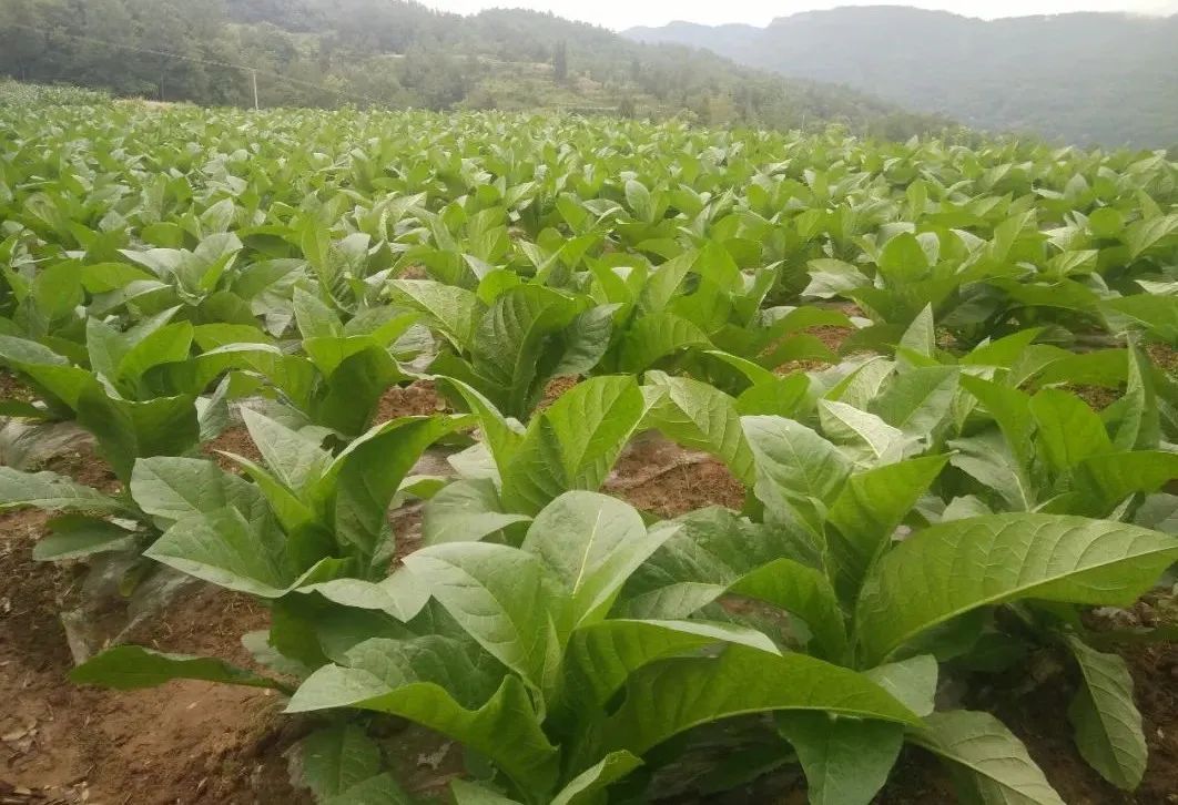 烟草种植农村技术规范_烟草种植视频技术_农村种植烟草技术