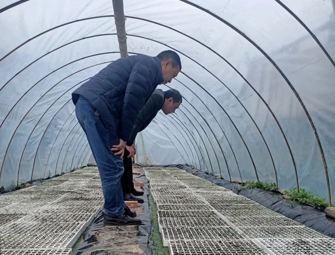 烟草种植视频技术_农村种植烟草技术_烟草种植农村技术规范