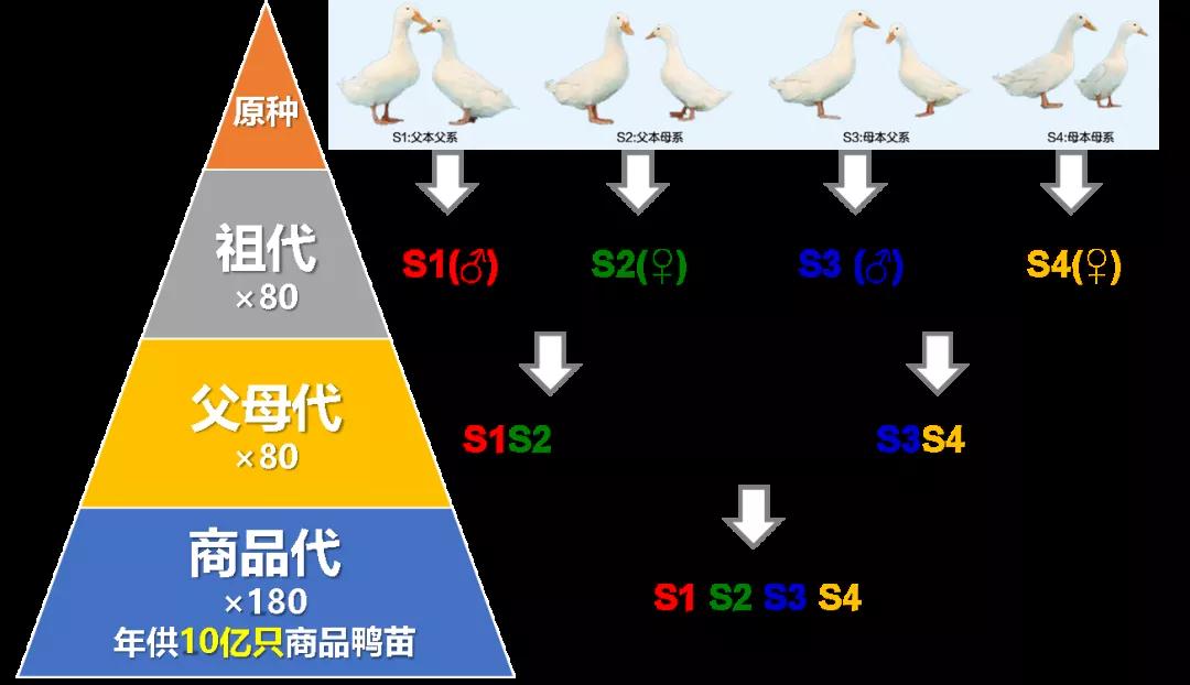 鸭子养殖技术小结怎么写_鸭子养殖技术小结_小鸭子养殖技术
