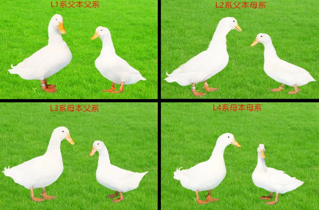 鸭子养殖技术小结_小鸭子养殖技术_鸭子养殖技术小结怎么写