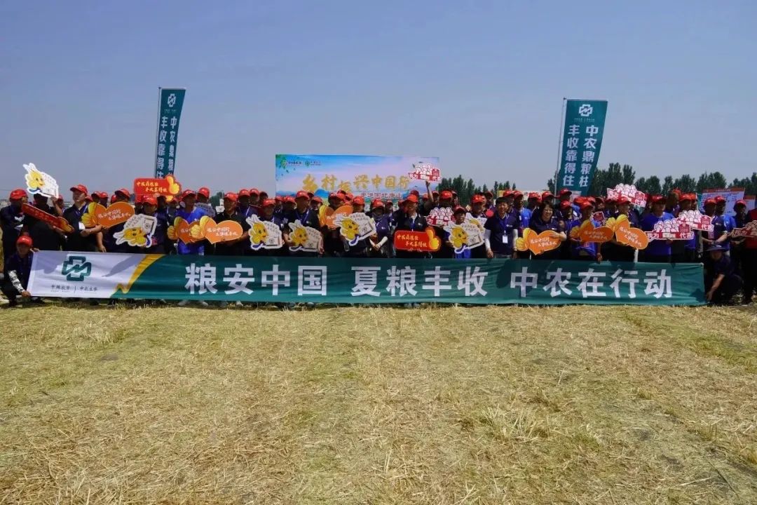 靠这份种植方案，夏粮增产又增收
