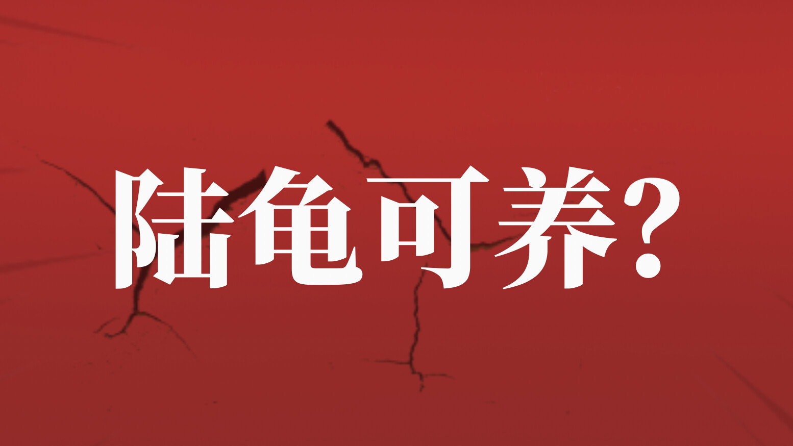 鳄鱼龟养殖视频播放_家庭鳄龟养殖技术视频_鳄龟养殖视频大全