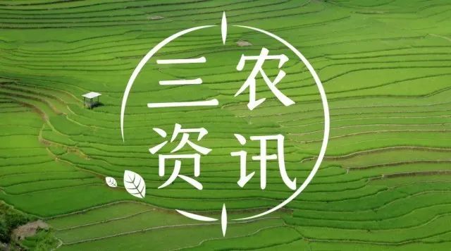 三农致富经种植项目_致富经创业项目三农种植业_三农种植技术致富