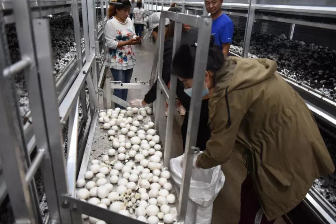 双孢菇全年种植技术_菇类种植技术视频_菇种植方法