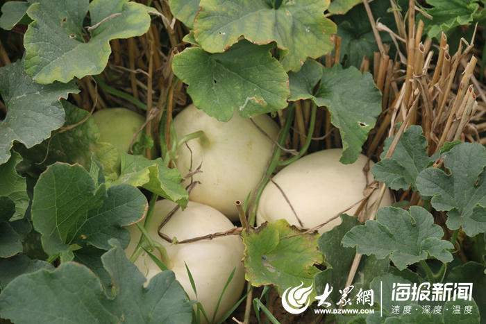 致富种植甜瓜怎么样_甜瓜种植致富_致富种植甜瓜视频