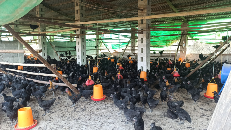 肉鸡养殖挣钱吗_致富肉鸡养殖_养殖肉鸡的利润