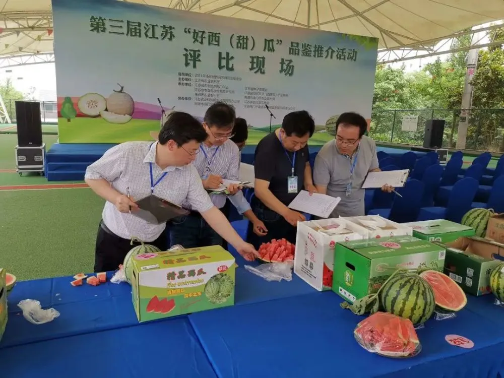 甜瓜种植致富_甜瓜种植效益_致富种植甜瓜怎么样