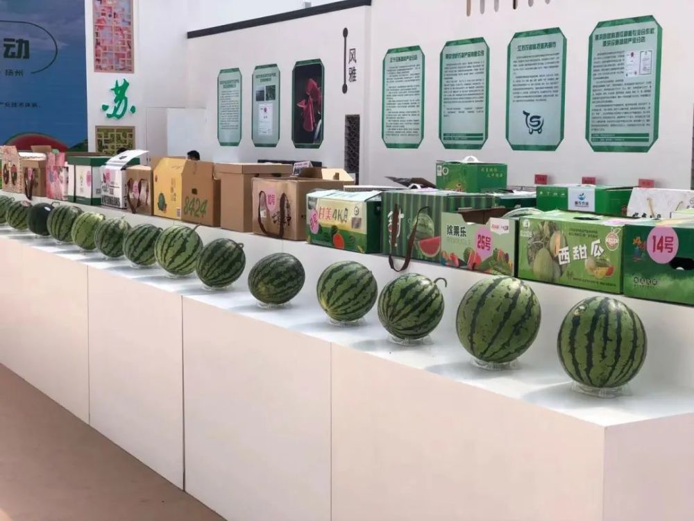 甜瓜种植致富_致富种植甜瓜怎么样_甜瓜种植效益