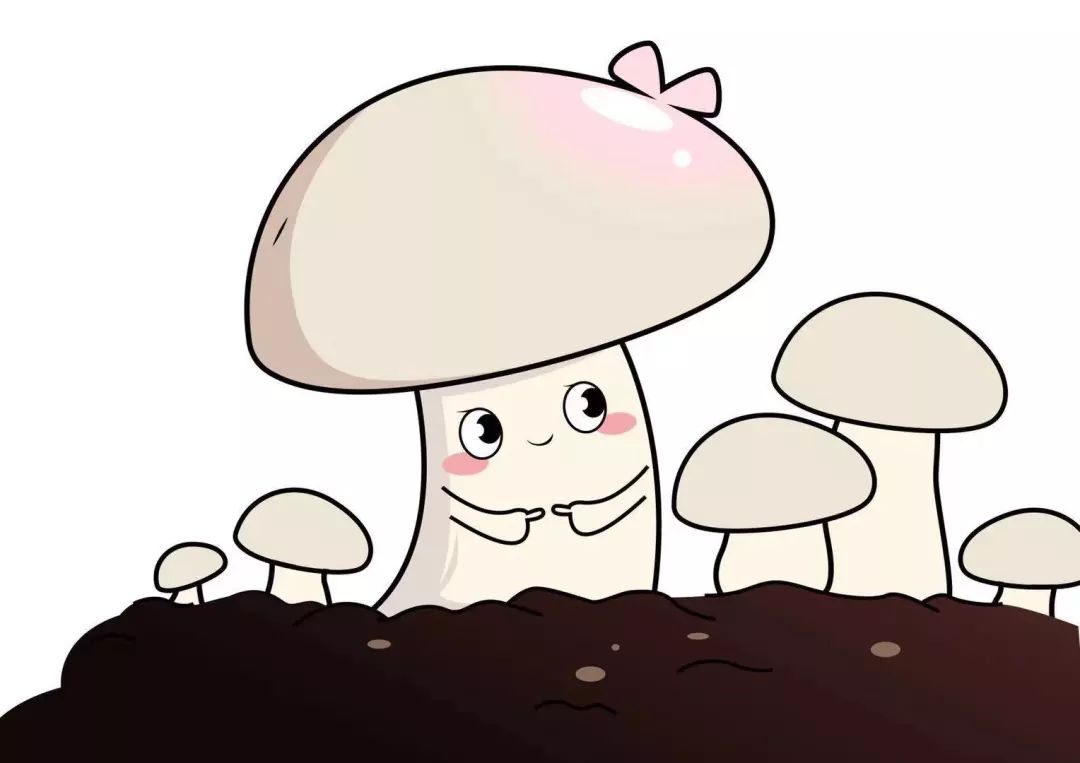 菇种植方法_双孢菇全年种植技术_菇类种植技术视频