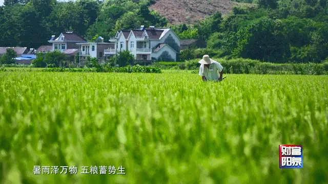 致富种植视频全集_种植致富经视频_种植致富歌
