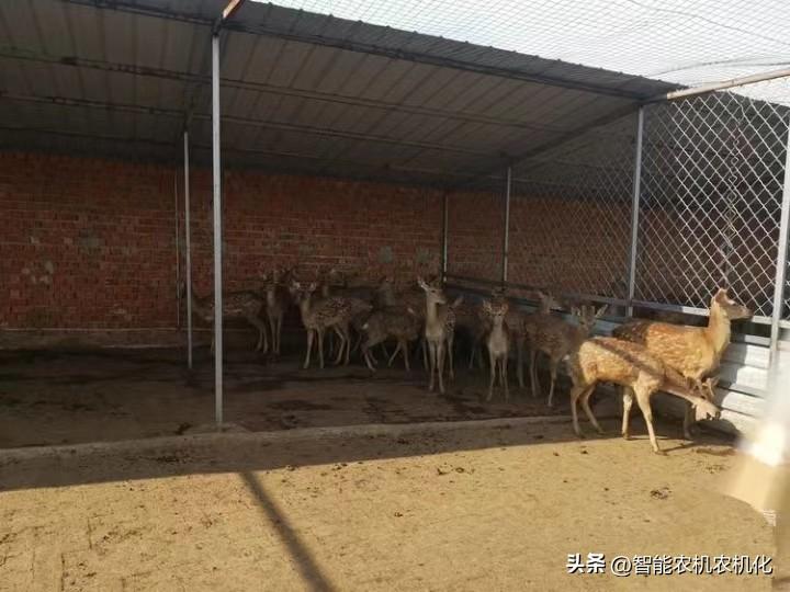 复齿鼯鼠致富经_复齿鼯鼠致富经_复齿鼯鼠致富经