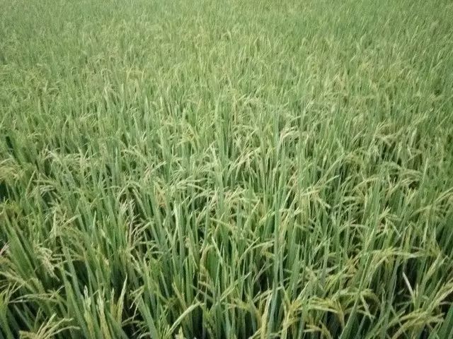 立体高效种植_立体高效种植技术_立体种植致富技术