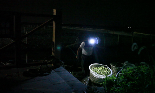 种植致富宝典_种植致富歌_致富种植什么比较赚大钱