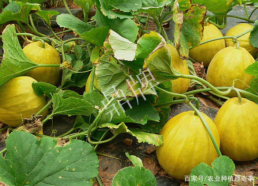 甜瓜怎么种植技术视频_怎样种植甜瓜视频_甜瓜种植技术与管理视频播放