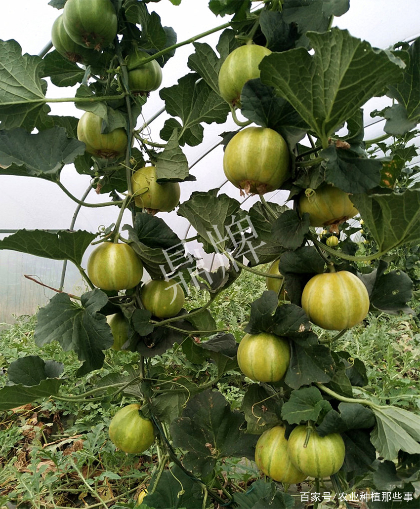 怎样种植甜瓜视频_甜瓜种植技术与管理视频播放_甜瓜怎么种植技术视频
