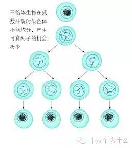 香蕉种子种植技术_香蕉种子种植技术要点_香蕉种子种植技术与管理