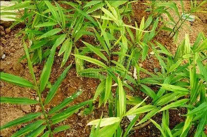 姜种植技术与管理视频_姜的种植技术视频播放_大姜种植管理技术视频