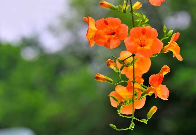盆栽凌宵花_凌宵花种植技术_凌宵花什么品种好