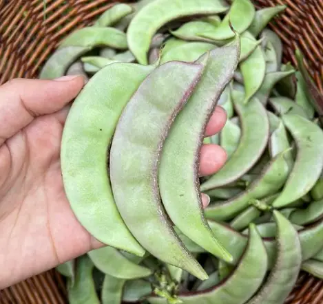 眉豆的种植时间和种植方法_眉豆种植技术视频_眉豆的种植技术
