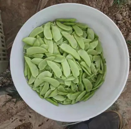 眉豆的种植时间和种植方法_眉豆种植技术视频_眉豆的种植技术