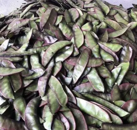 眉豆的种植技术_眉豆种植技术视频_眉豆的种植时间和种植方法