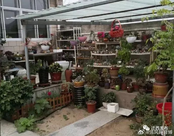 庭院种植致富视频_农村种植致富好项目视频_庭院种植收益